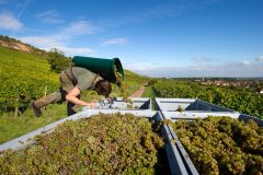 Harvest-24th-October-2016-scaled