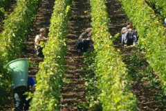 Harvesting-scaled