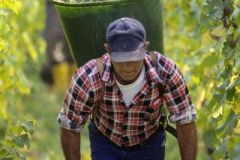 Steep-slope-harvesting_2
